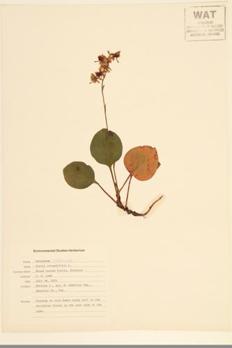 Round-leaved Pyrola;  Liver-leaf Wintergreen specimen
